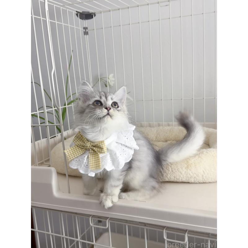 販売中の京都府のミヌエット-131722の2枚目