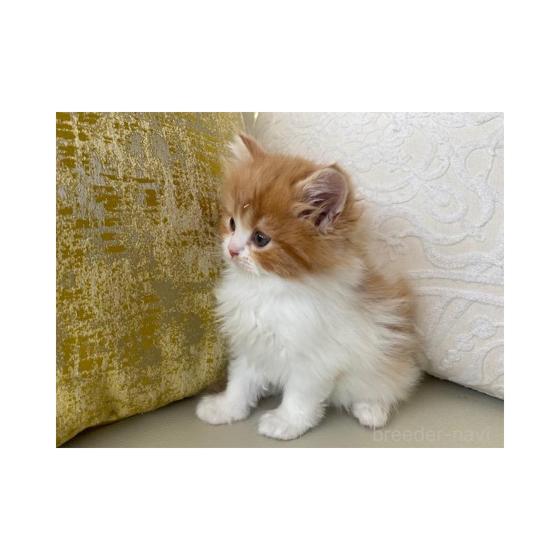 販売中の茨城県のスコティッシュフォールド-131723の8枚目