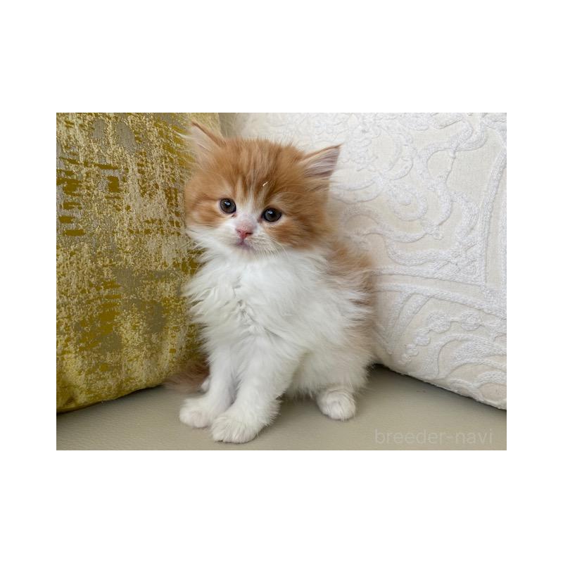 販売中の茨城県のスコティッシュフォールド-131723の7枚目