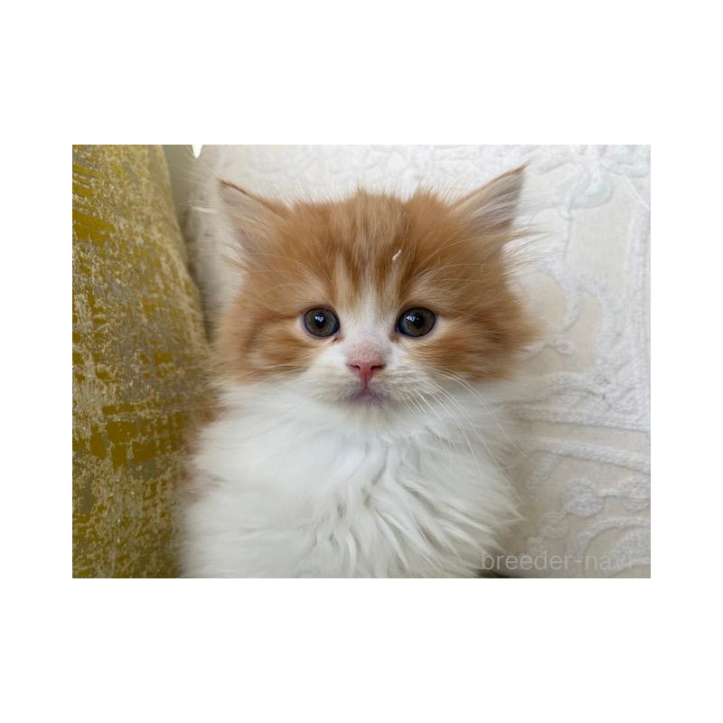 販売中の茨城県のスコティッシュフォールド-131723の6枚目