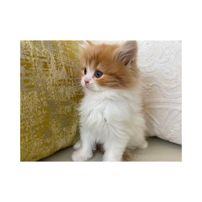 販売中の茨城県のスコティッシュフォールド-131723の5枚目