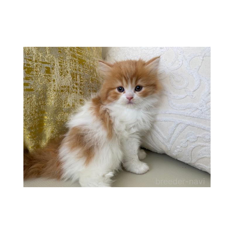 販売中の茨城県のスコティッシュフォールド-131723の4枚目