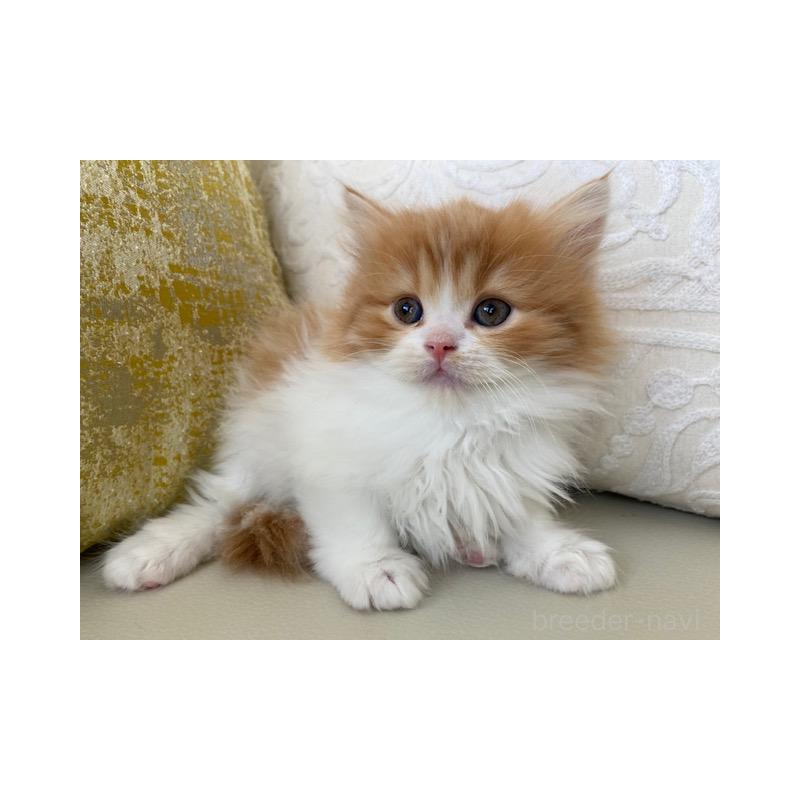 販売中の茨城県のスコティッシュフォールド-131723の3枚目