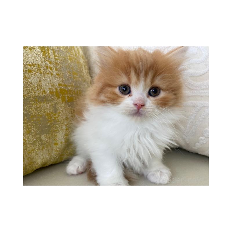 販売中の茨城県のスコティッシュフォールド-131723の2枚目