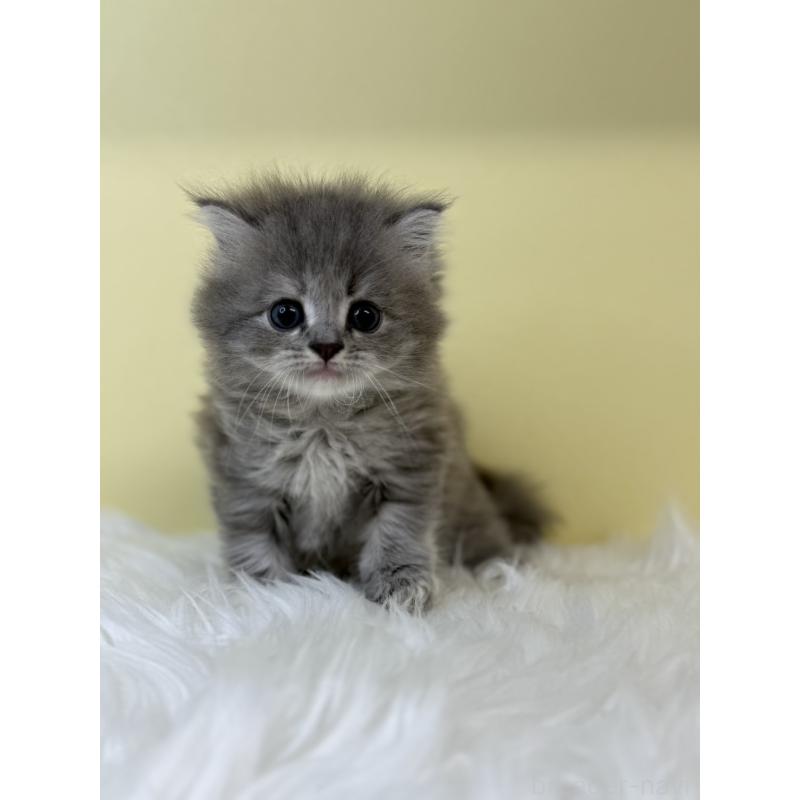 販売中の埼玉県のサイベリアン-131558の4枚目