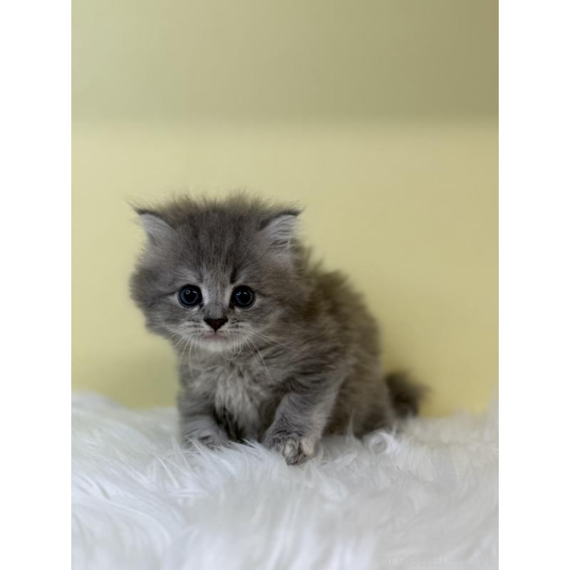 販売中の埼玉県のサイベリアン-131558の3枚目