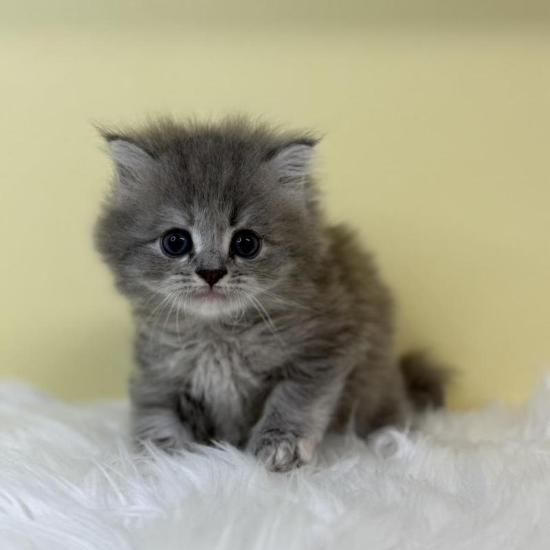 販売中の埼玉県のサイベリアン-131558の1枚目