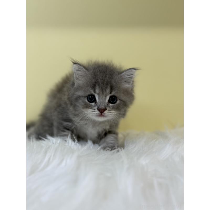 販売中の埼玉県のサイベリアン-131557の4枚目