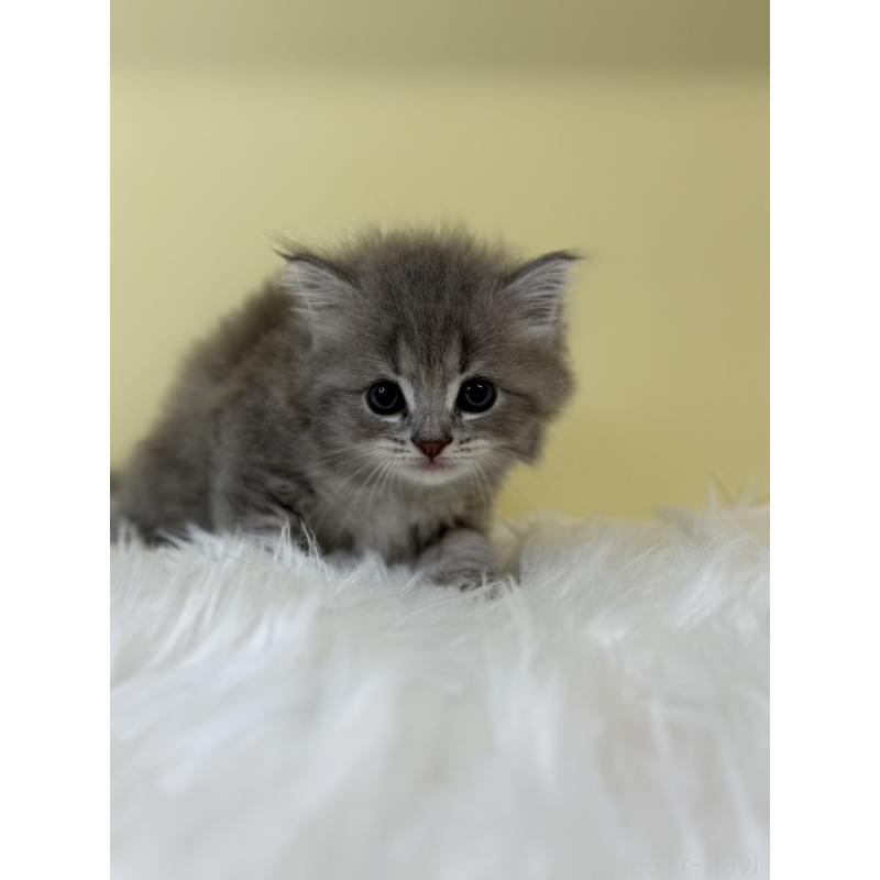 販売中の埼玉県のサイベリアン-131557の3枚目