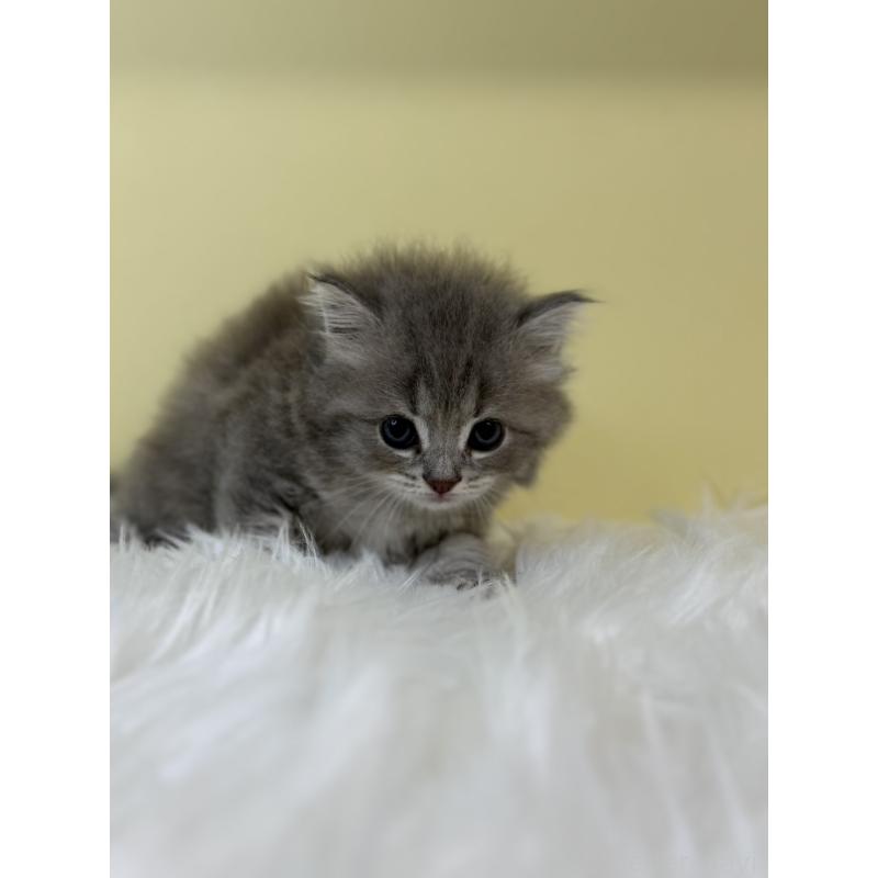 販売中の埼玉県のサイベリアン-131557の2枚目