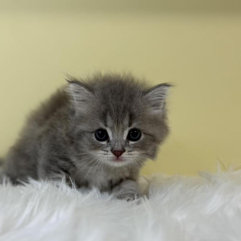 販売中の埼玉県のサイベリアン-131557の1枚目