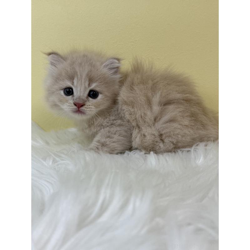 販売中の埼玉県のサイベリアン-131556の4枚目