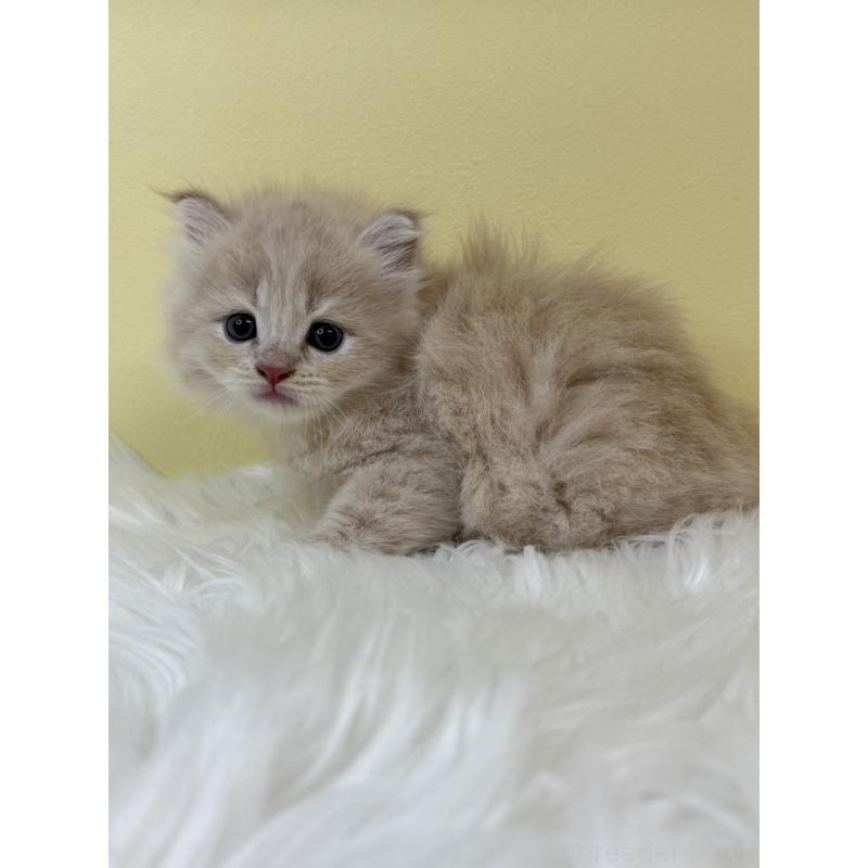 販売中の埼玉県のサイベリアン-131556の2枚目