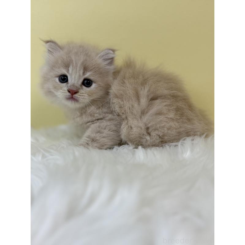 販売中の埼玉県のサイベリアン-131556の1枚目