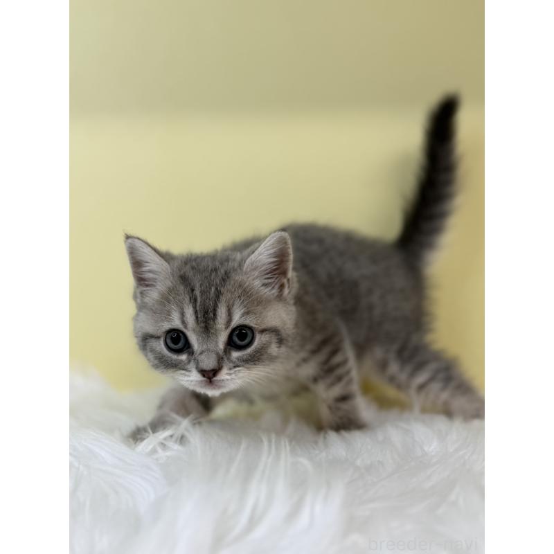 販売中の埼玉県のブリティッシュショートヘア-131555の4枚目