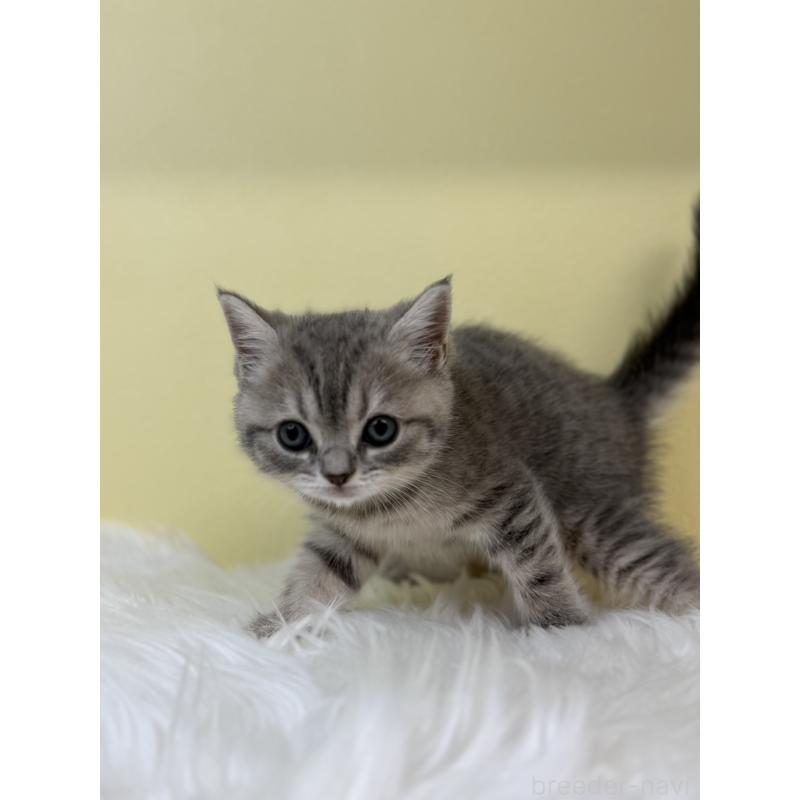 販売中の埼玉県のブリティッシュショートヘア-131555の3枚目