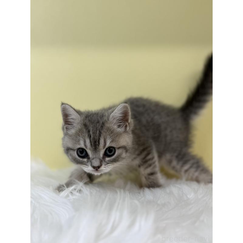 販売中の埼玉県のブリティッシュショートヘア-131555の2枚目