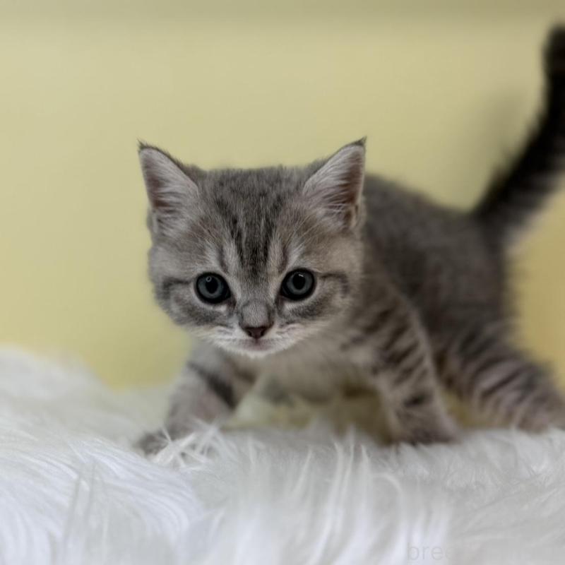 販売中の埼玉県のブリティッシュショートヘア-131555の1枚目