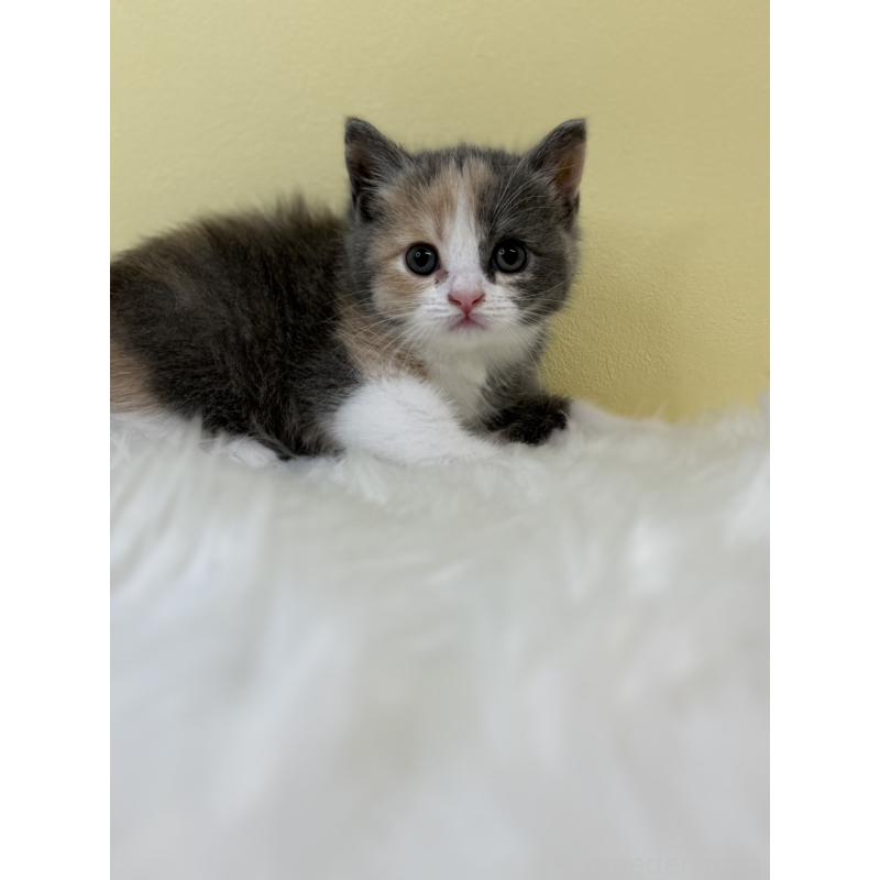 販売中の埼玉県のブリティッシュショートヘア-131553の4枚目