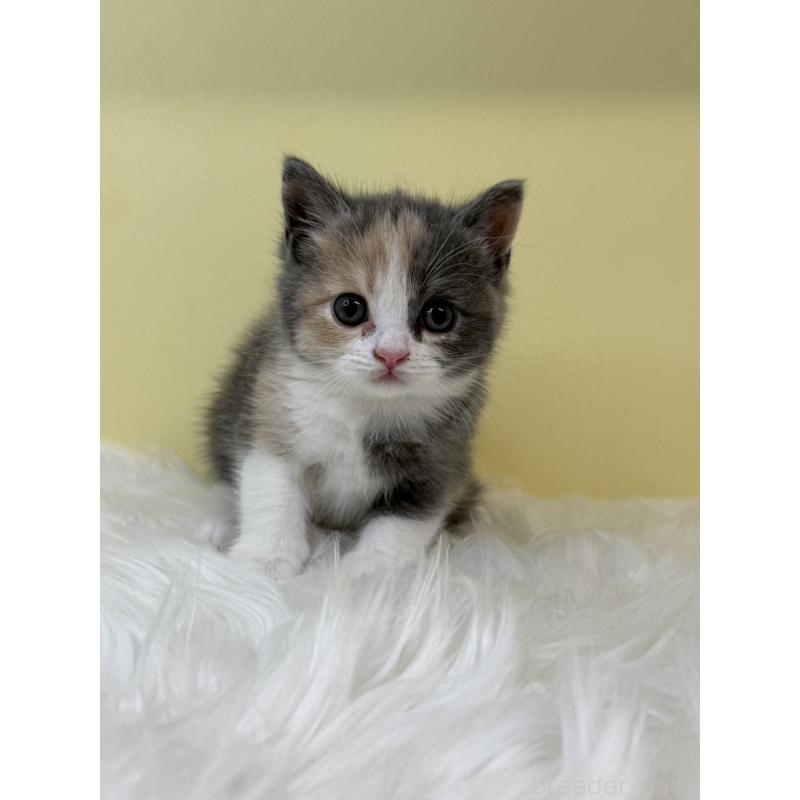 販売中の埼玉県のブリティッシュショートヘア-131553の3枚目