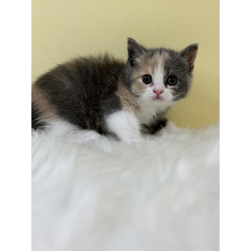 販売中の埼玉県のブリティッシュショートヘア-131553の2枚目