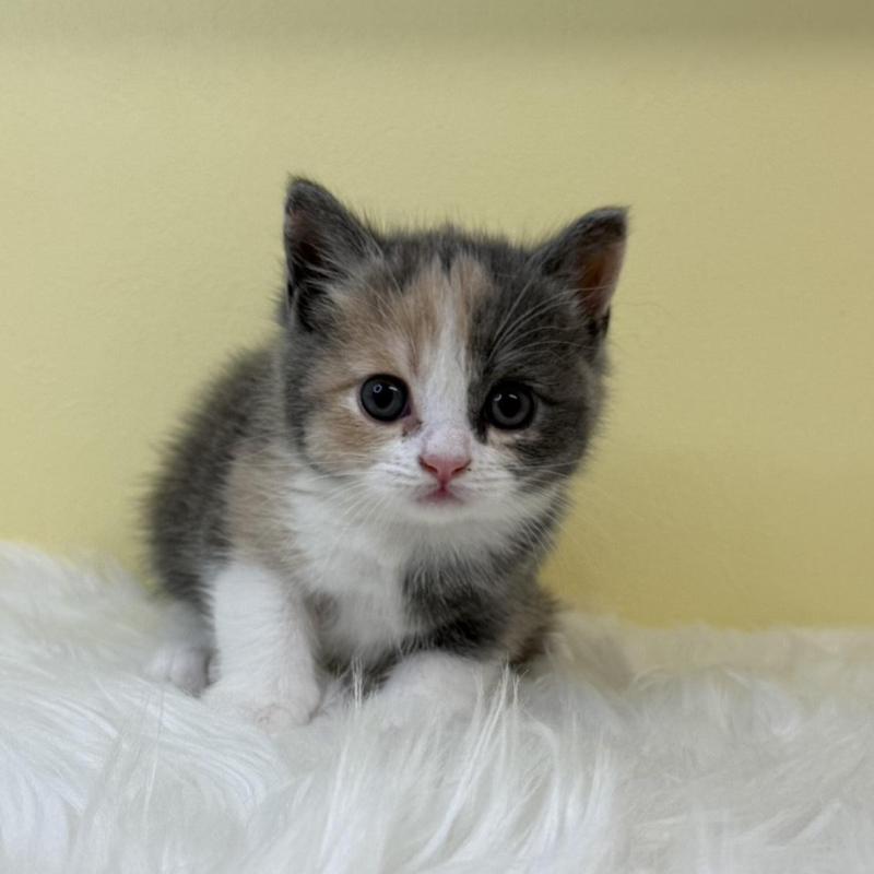 販売中の埼玉県のブリティッシュショートヘア-131553の1枚目