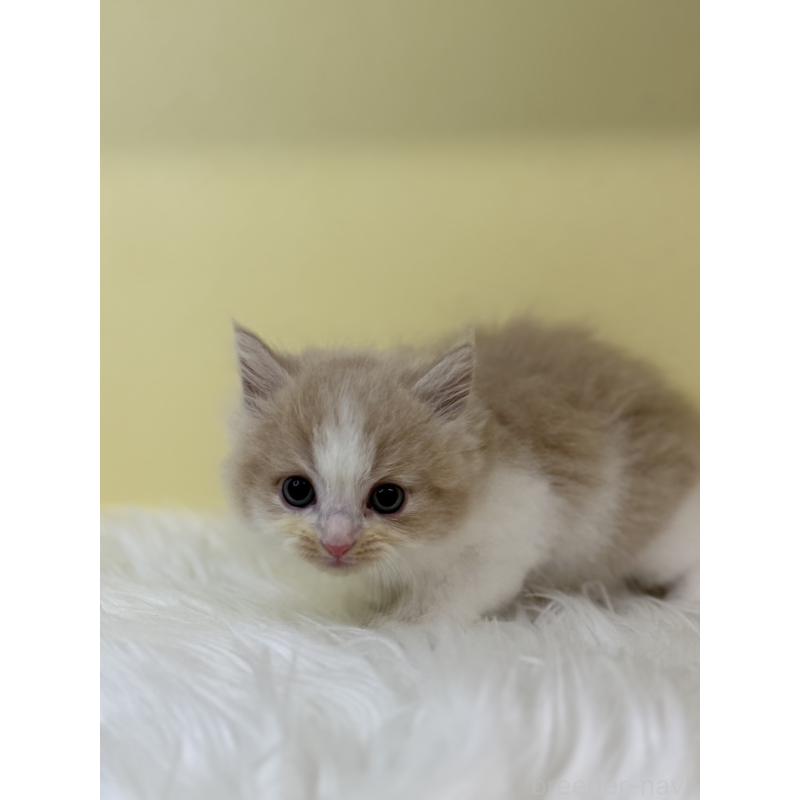 販売中の埼玉県のマンチカン(短足)-131552の4枚目