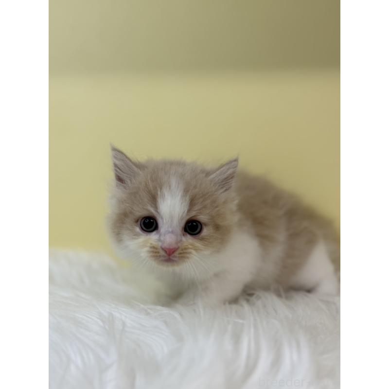 販売中の埼玉県のマンチカン(短足)-131552の3枚目