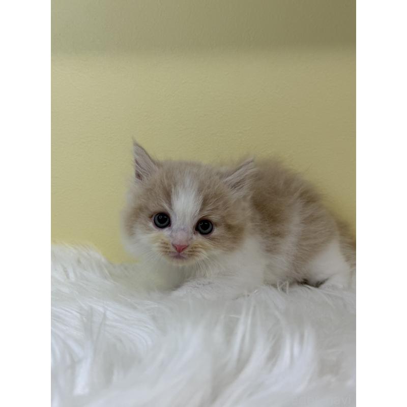 販売中の埼玉県のマンチカン(短足)-131552の2枚目