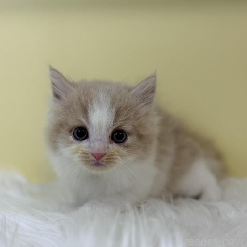 販売中の埼玉県のマンチカン(短足)-131552の1枚目