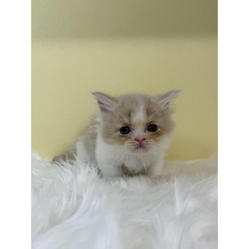 販売中の埼玉県のマンチカン(短足)-131551の4枚目