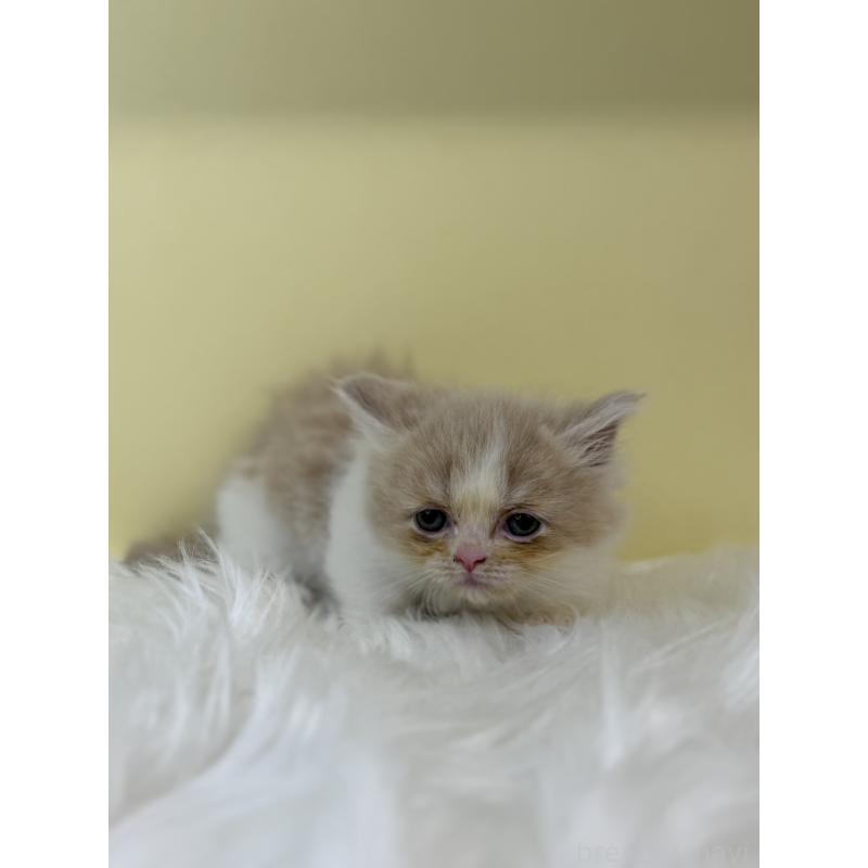 販売中の埼玉県のマンチカン(短足)-131551の3枚目