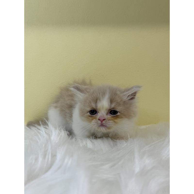 販売中の埼玉県のマンチカン(短足)-131551の2枚目