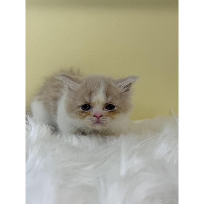 販売中の埼玉県のマンチカン(短足)-131551の1枚目