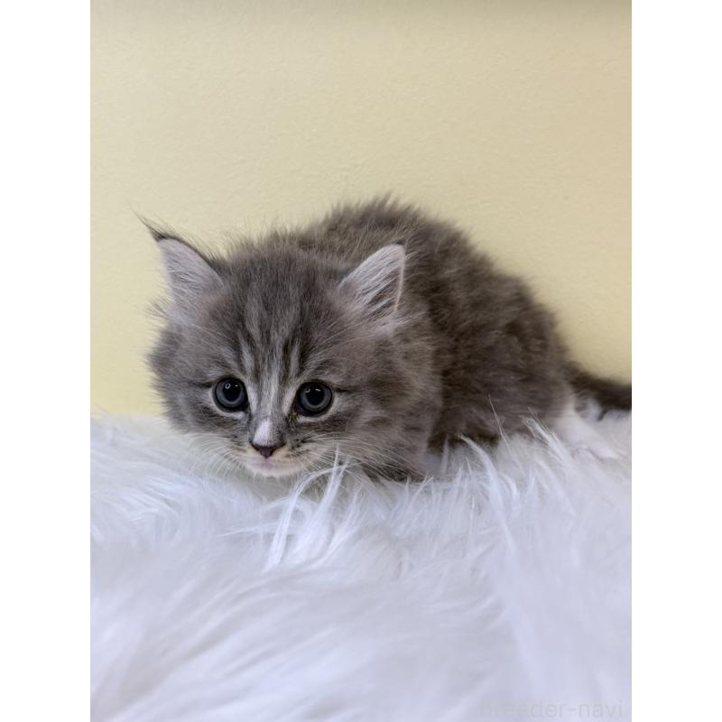 販売中の埼玉県のマンチカン-131549の4枚目