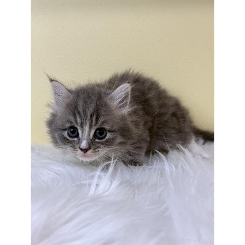 販売中の埼玉県のマンチカン-131549の3枚目