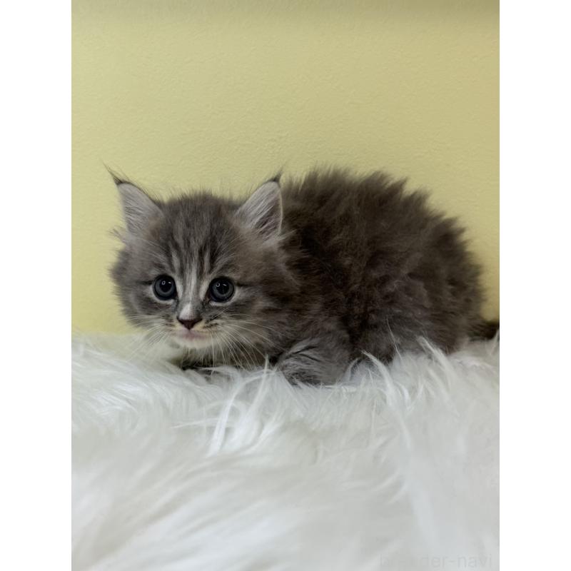 販売中の埼玉県のマンチカン-131549の2枚目