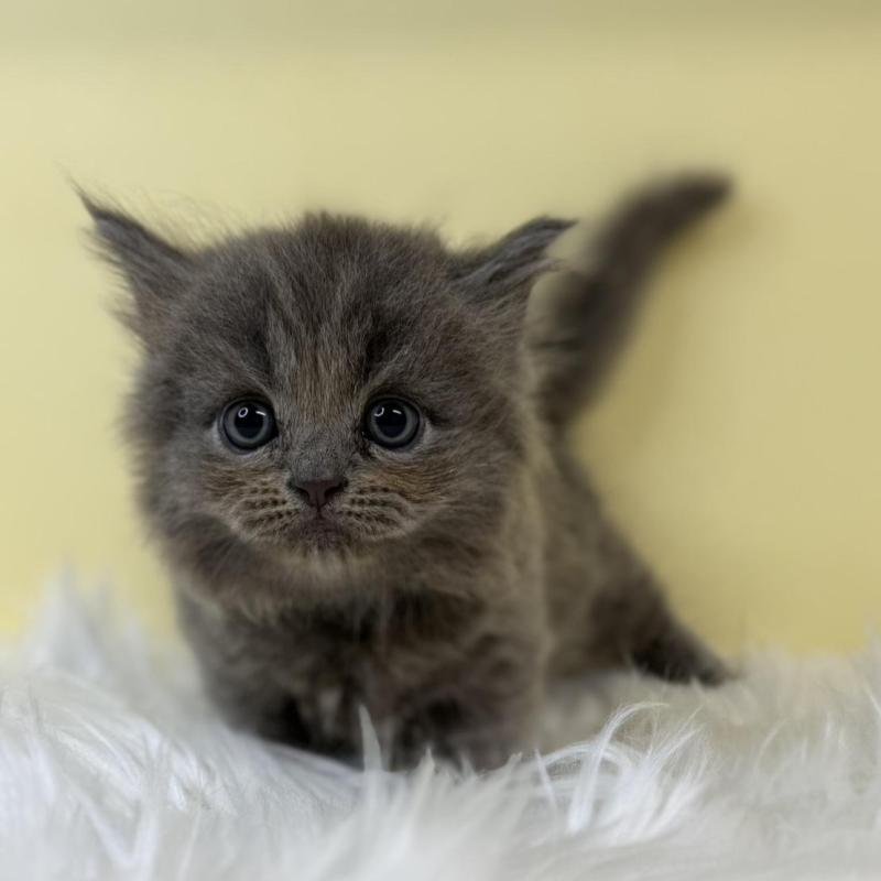 販売中の埼玉県のマンチカン(短足)-131548の1枚目