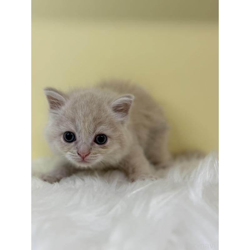 販売中の埼玉県のサイベリアン-131547の4枚目