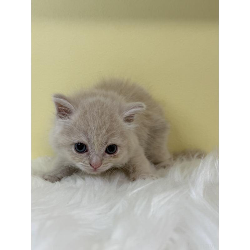 販売中の埼玉県のサイベリアン-131547の3枚目