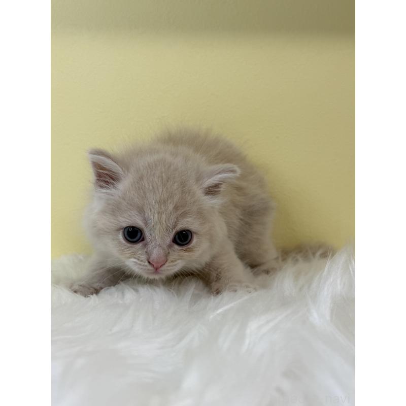 販売中の埼玉県のサイベリアン-131547の2枚目