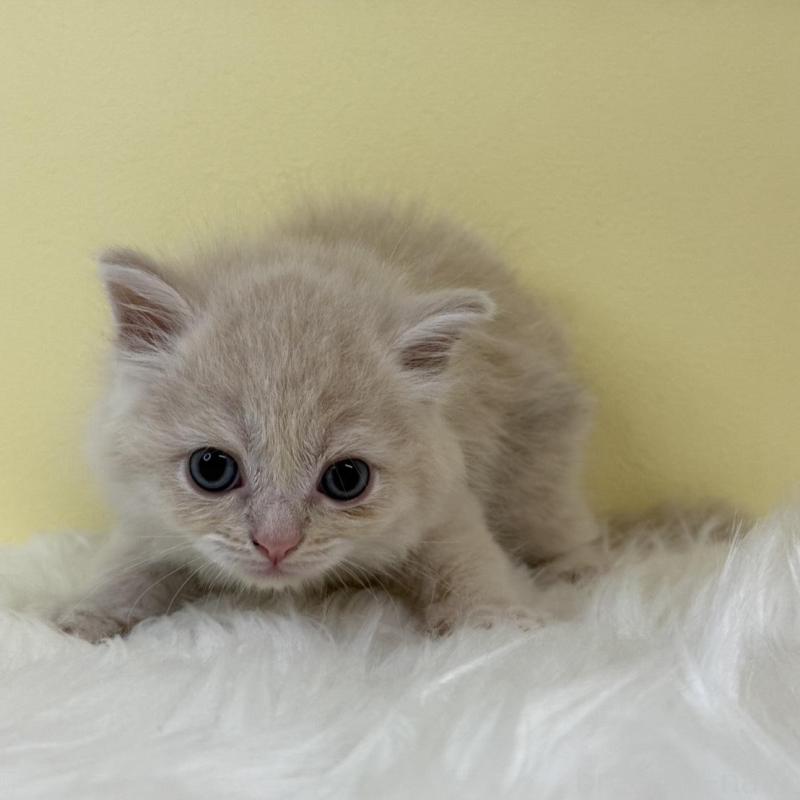 販売中の埼玉県のサイベリアン-131547の1枚目