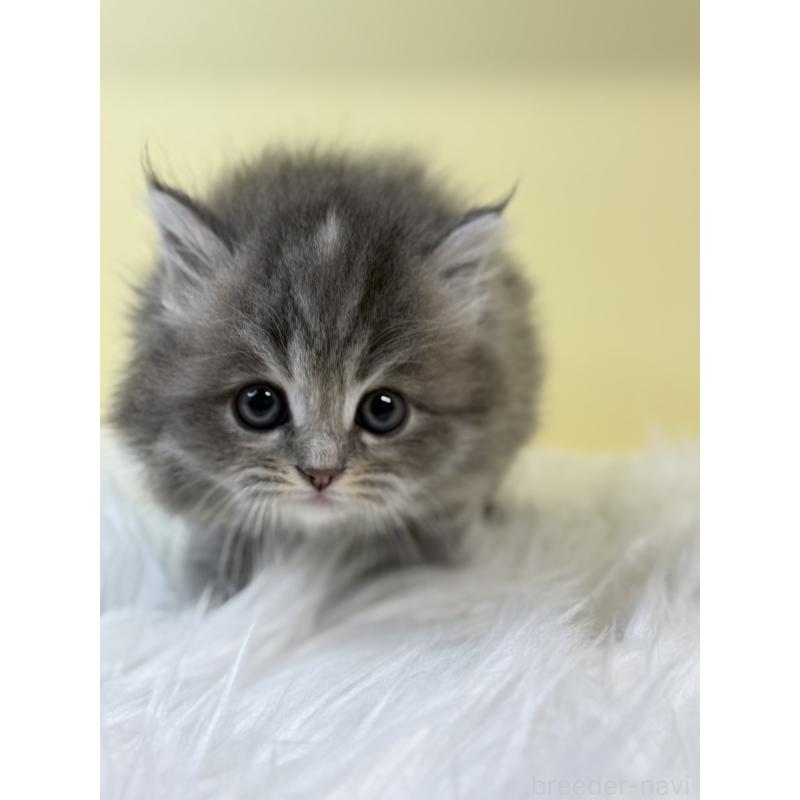 販売中の埼玉県のサイベリアン-131546の4枚目