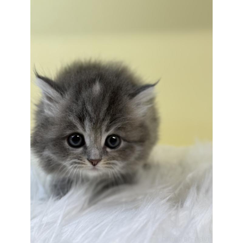 販売中の埼玉県のサイベリアン-131546の3枚目