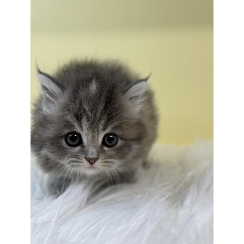 販売中の埼玉県のサイベリアン-131546の2枚目