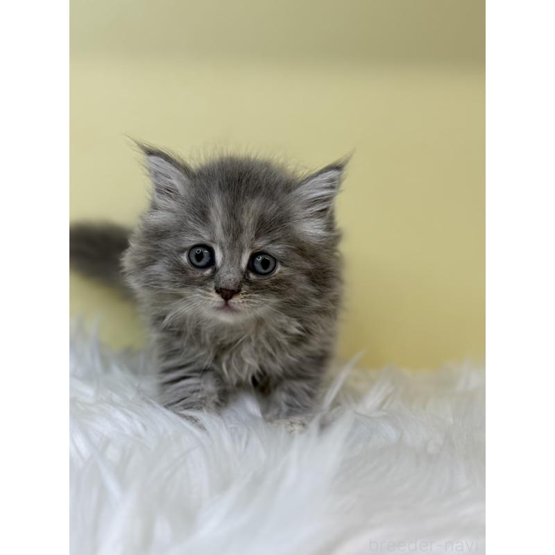 販売中の埼玉県のサイベリアン-131544の3枚目