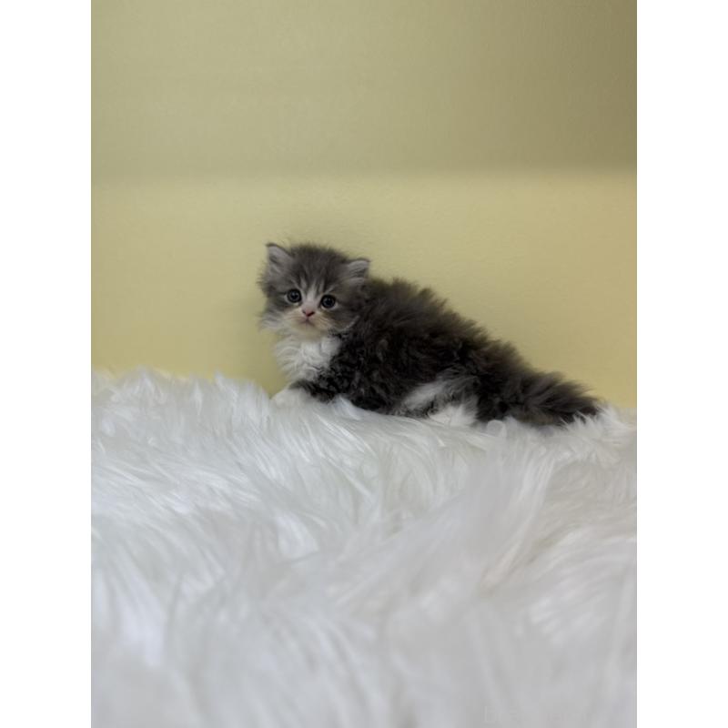 販売中の埼玉県のラガマフィン-131543の2枚目