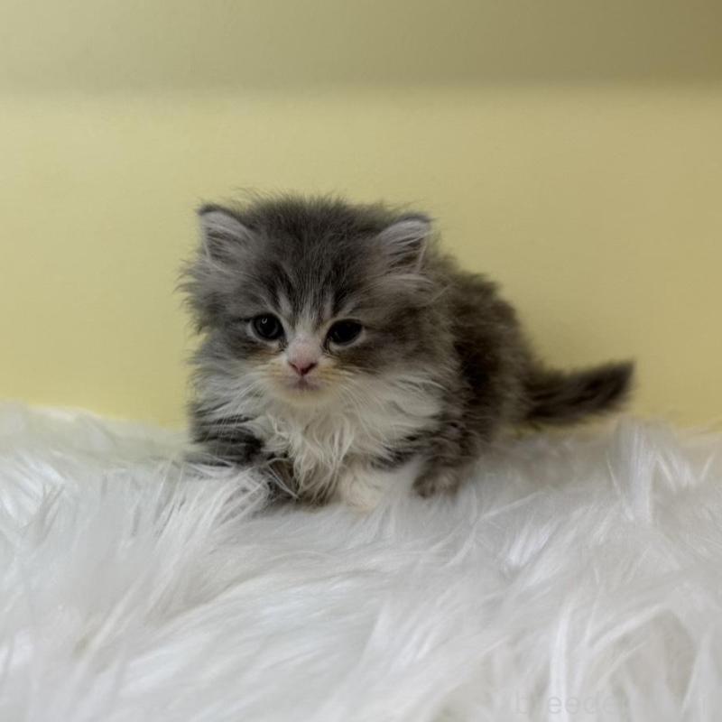 販売中の埼玉県のラガマフィン-131543の1枚目