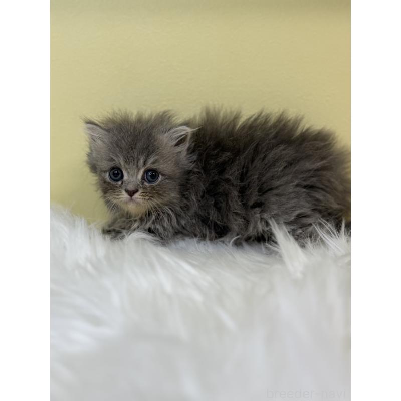 販売中の埼玉県のラガマフィン-131542の4枚目