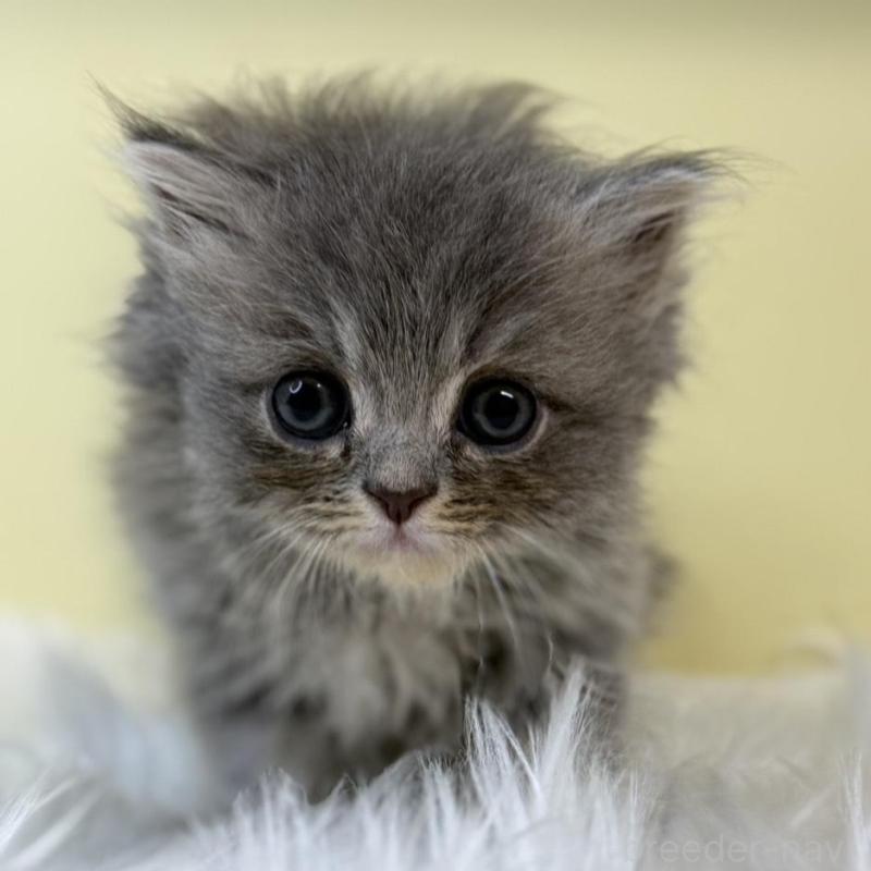 販売中の埼玉県のラガマフィン-131542の1枚目